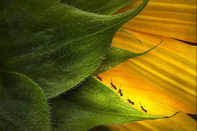 Budapest International Photo Awards 2023: 10 Winning Images That Take Us Into The Beautiful World Of Nature