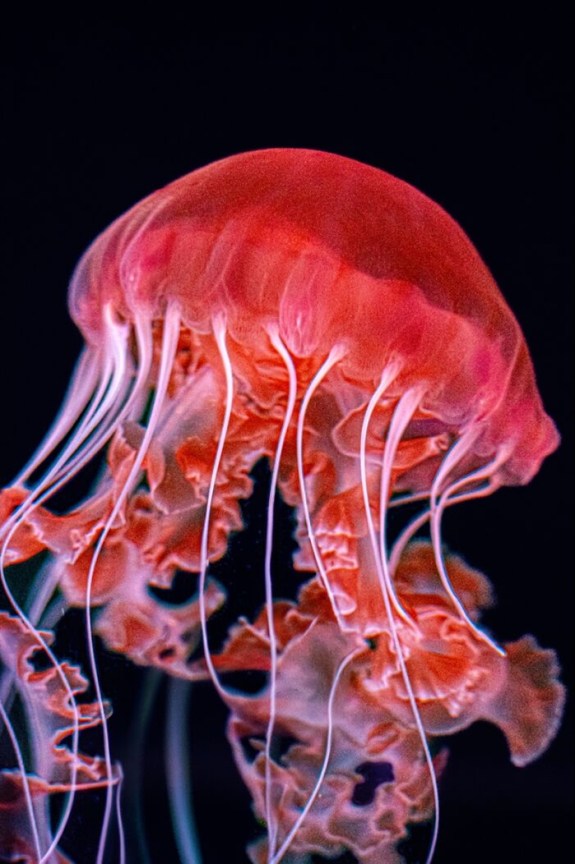 Budapest International Photo Awards 2023: 10 Winning Images That Take Us Into The Beautiful World Of Nature