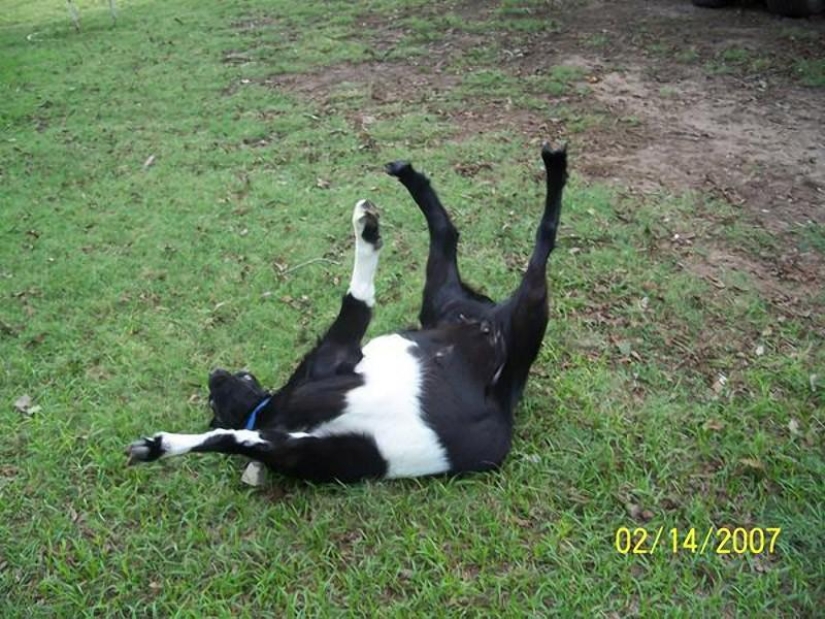 cabras desmayadas cabras desmayadas