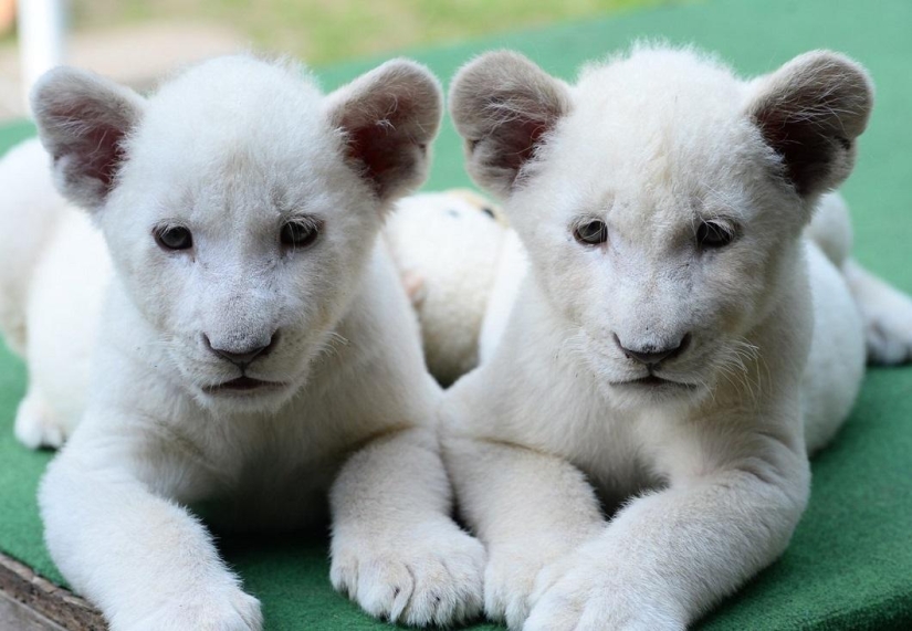 Cachorros de león blanco se han convertido en las estrellas de un zoológico privado