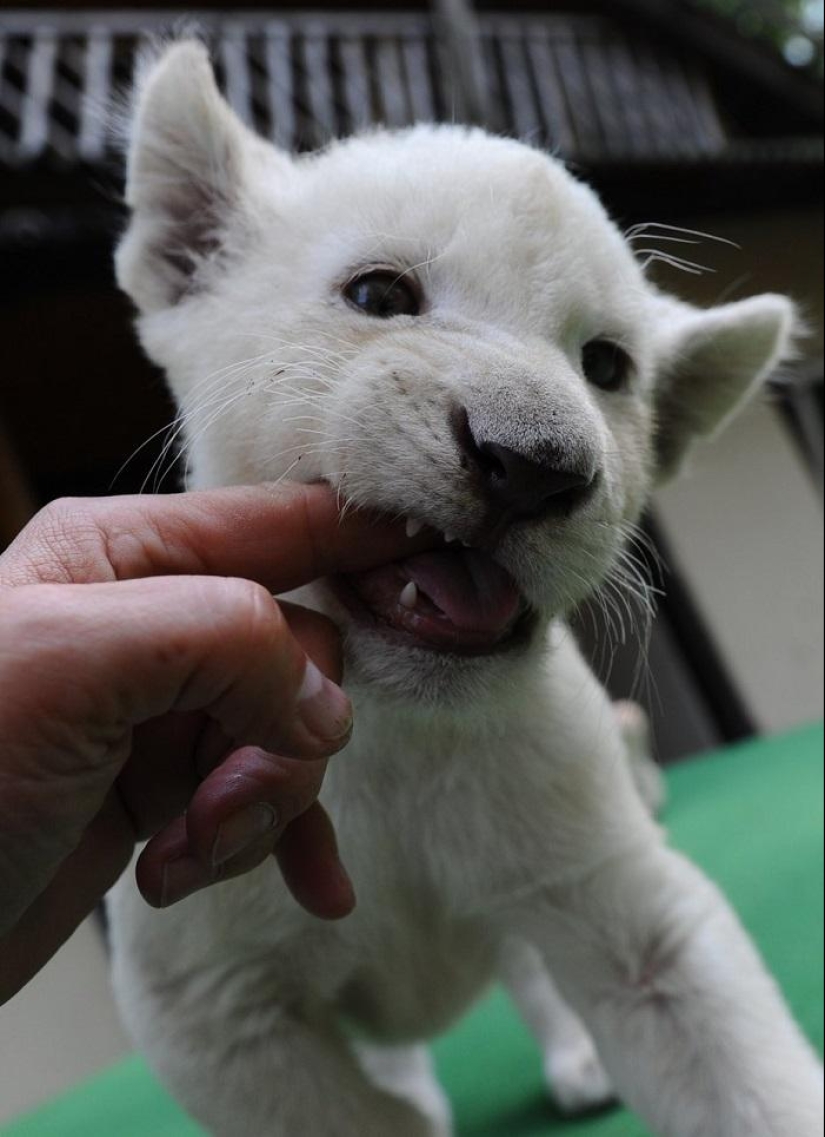 Cachorros de león blanco se han convertido en las estrellas de un zoológico privado