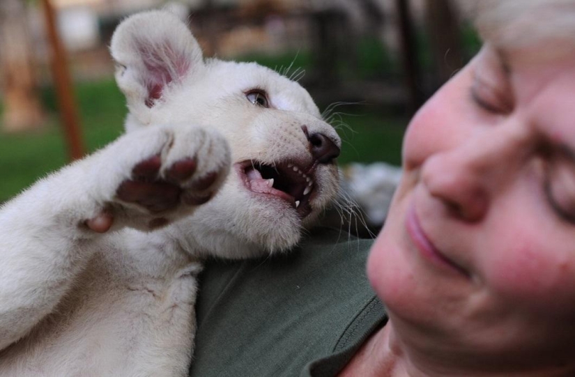 Cachorros de león blanco se han convertido en las estrellas de un zoológico privado