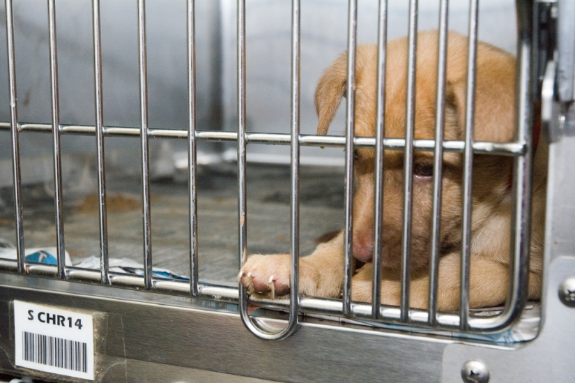 cachorros tristes cachorros tristes