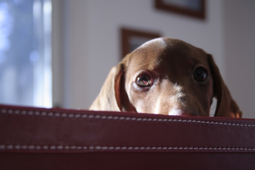 cachorros tristes cachorros tristes