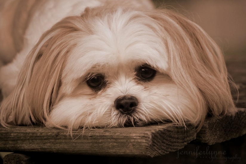 cachorros tristes cachorros tristes