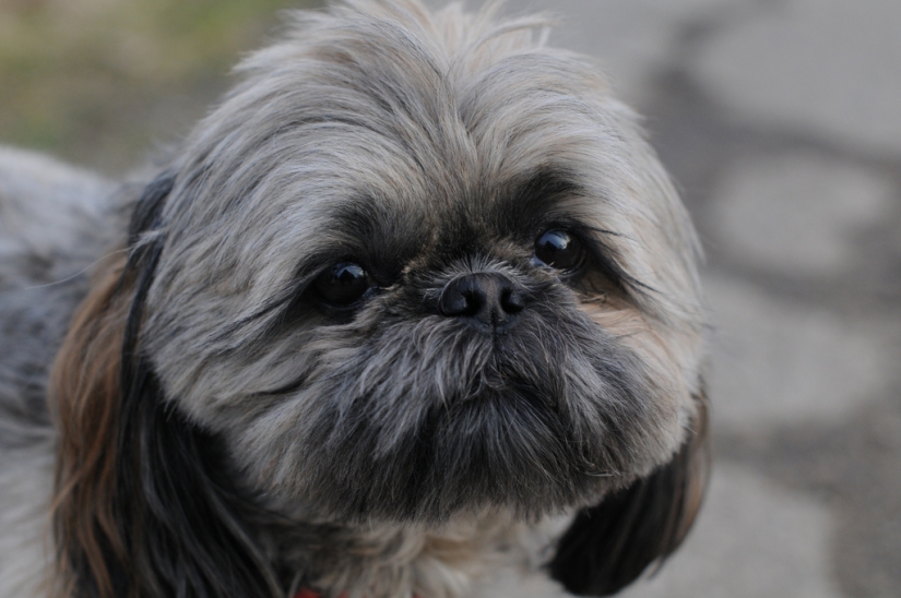 cachorros tristes cachorros tristes