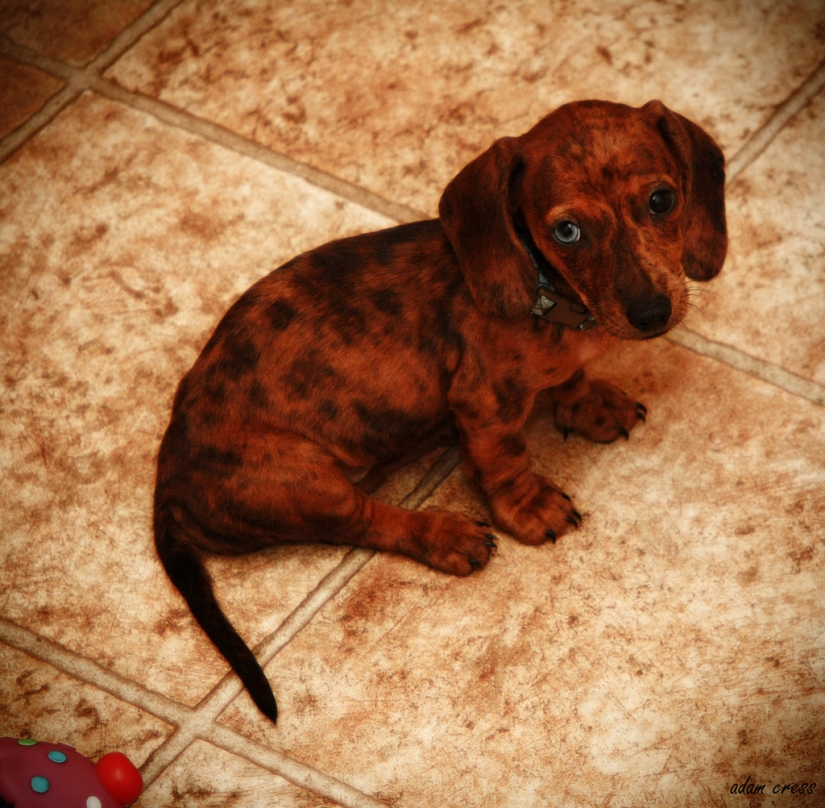 cachorros tristes cachorros tristes