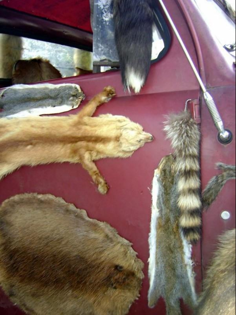 camión de taxidermia