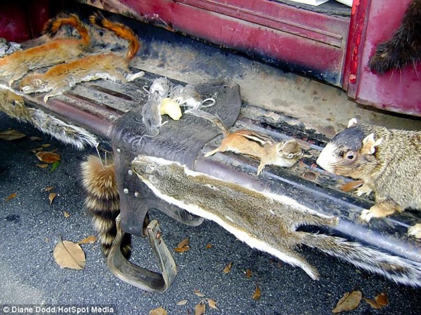 camión de taxidermia