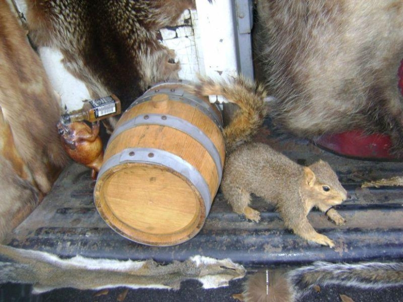 camión de taxidermia