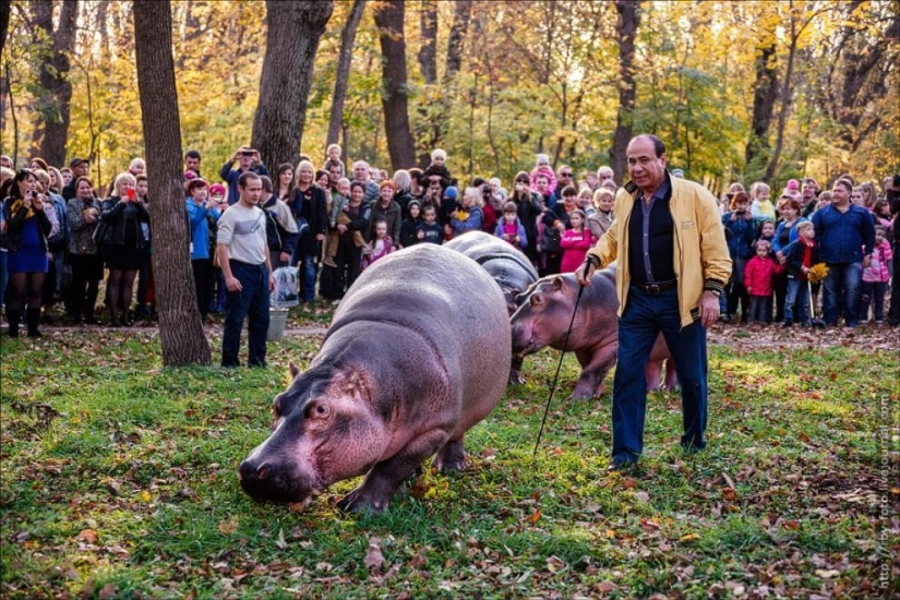 Caminando con hipopótamos