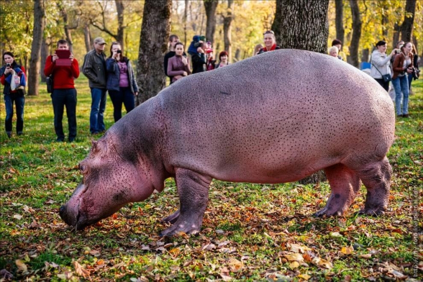 Caminando con hipopótamos