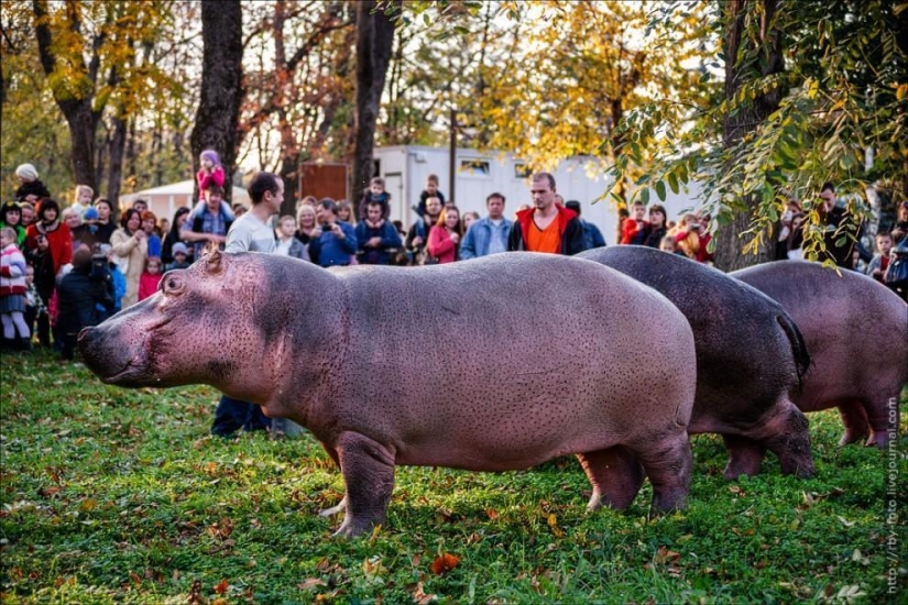 Caminando con hipopótamos