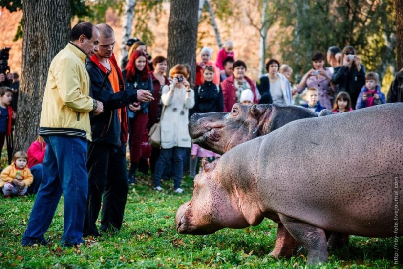 Caminando con hipopótamos