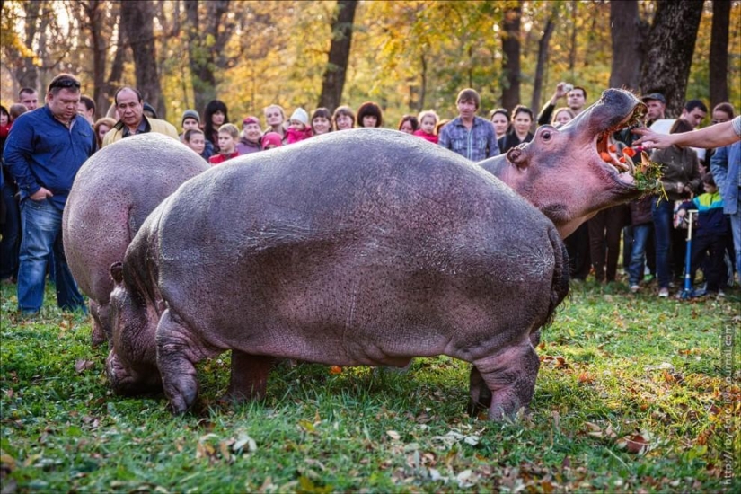 Caminando con hipopótamos