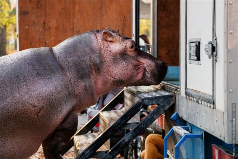Caminando con hipopótamos
