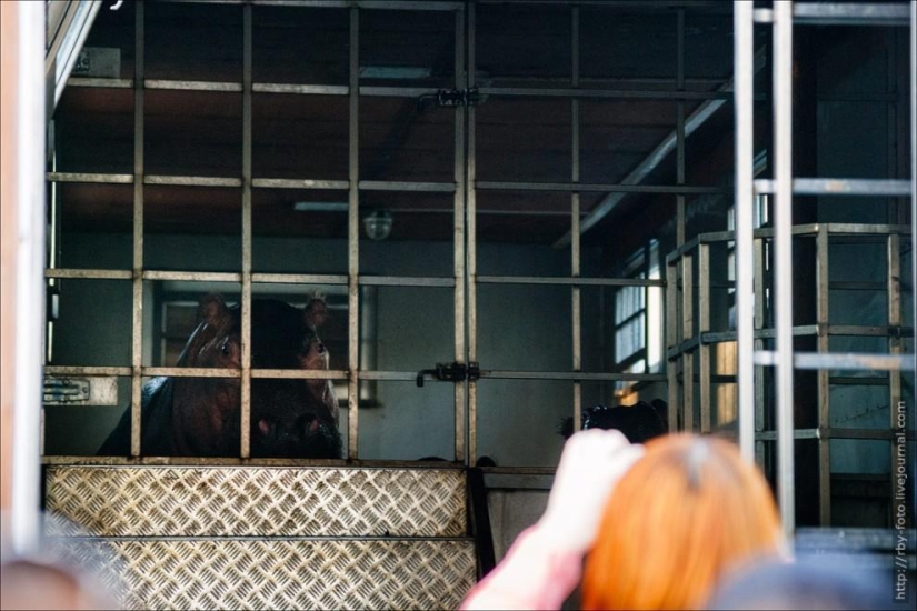 Caminando con hipopótamos