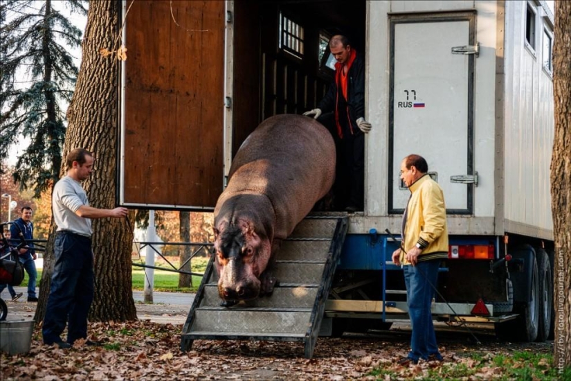Caminando con hipopótamos
