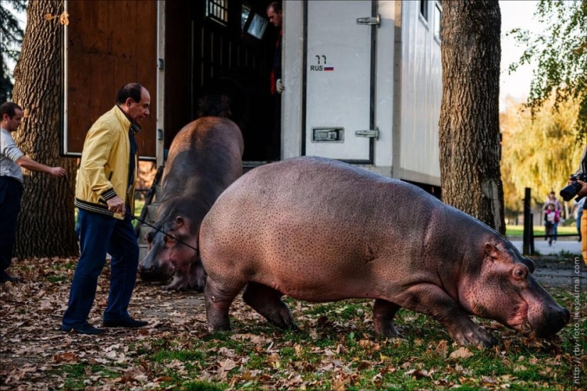 Caminando con hipopótamos