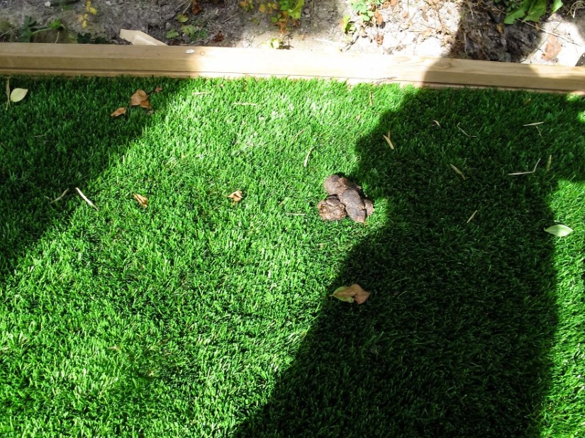Caminando debajo de la mesa: la historia de un padre sobre cómo su bebé de 1,5 años aprendió a tomar fotos geniales Caminando debajo de la mesa: la historia de un padre sobre cómo su bebé de 1,5 años aprendió a tomar fotos geniales