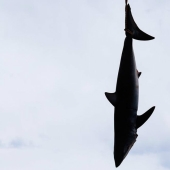 Captura, pez grande: la belleza y el horror del campeonato de pesca de tiburones monstruosos