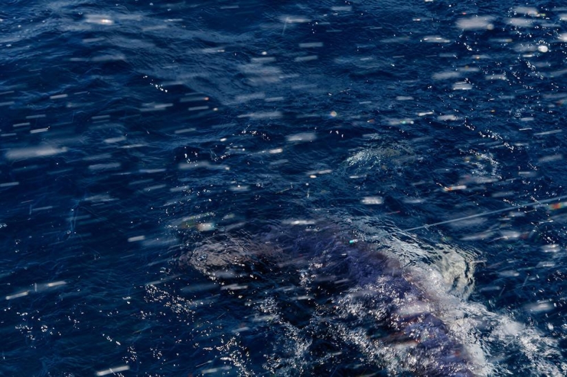 Captura, pez grande: la belleza y el horror del campeonato de pesca de tiburones monstruosos