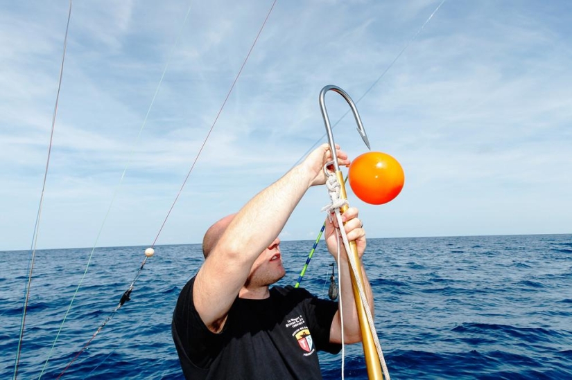 Captura, pez grande: la belleza y el horror del campeonato de pesca de tiburones monstruosos