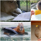 Capybaras are just adorable