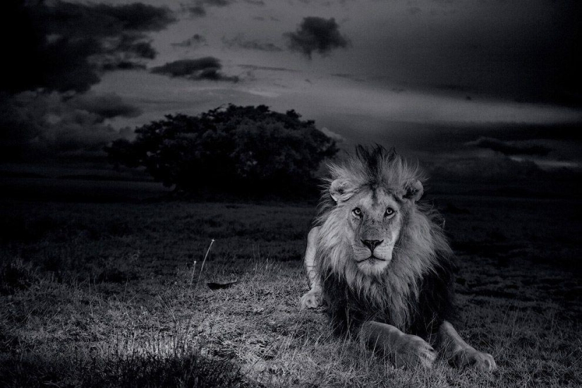 Cara a cara con el león