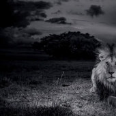 Cara a cara con el león