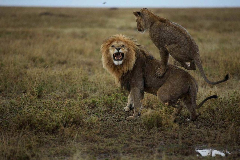 Cara a cara con el león