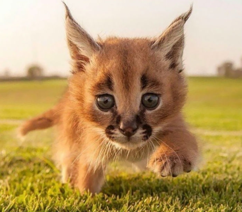 Caracals are the cutest and most beautiful among cats