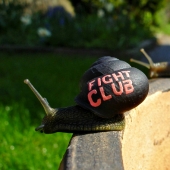 Caracoles pintados - galería móvil!