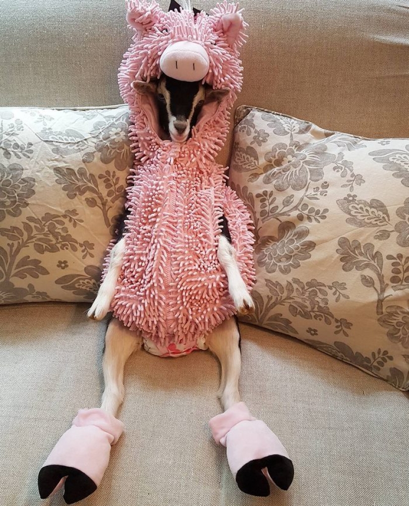 Careerist quit hard work to raise orphaned goats