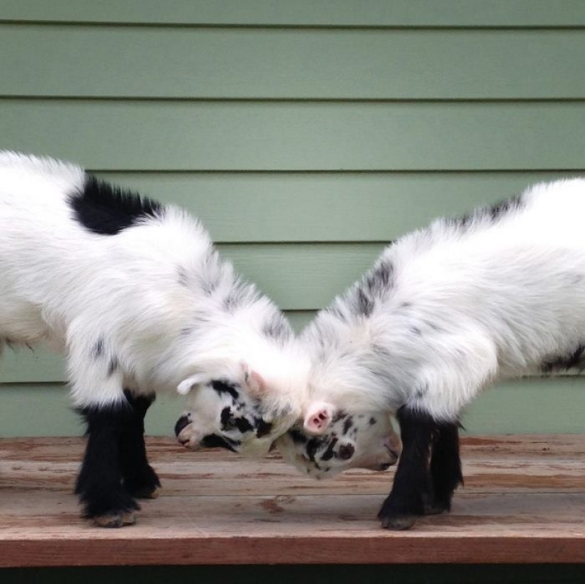 Careerist quit hard work to raise orphaned goats