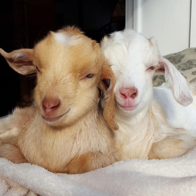 Careerist quit hard work to raise orphaned goats