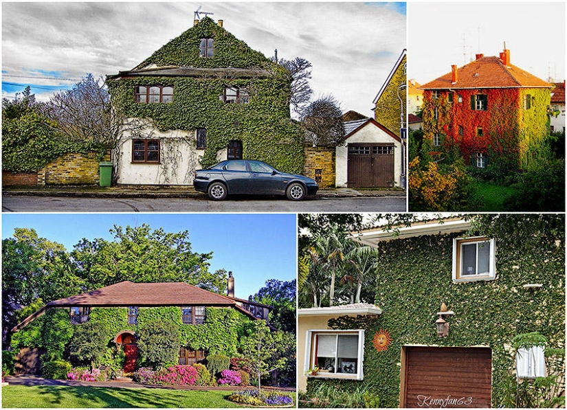 casas verdes casas verdes