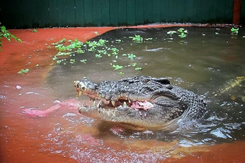 Cassius Clay - the largest crocodile in the world Cassius Clay - the largest crocodile in the world
