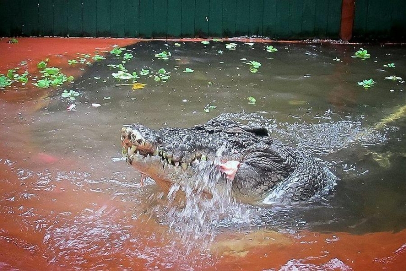 Cassius Clay - the largest crocodile in the world Cassius Clay - the largest crocodile in the world