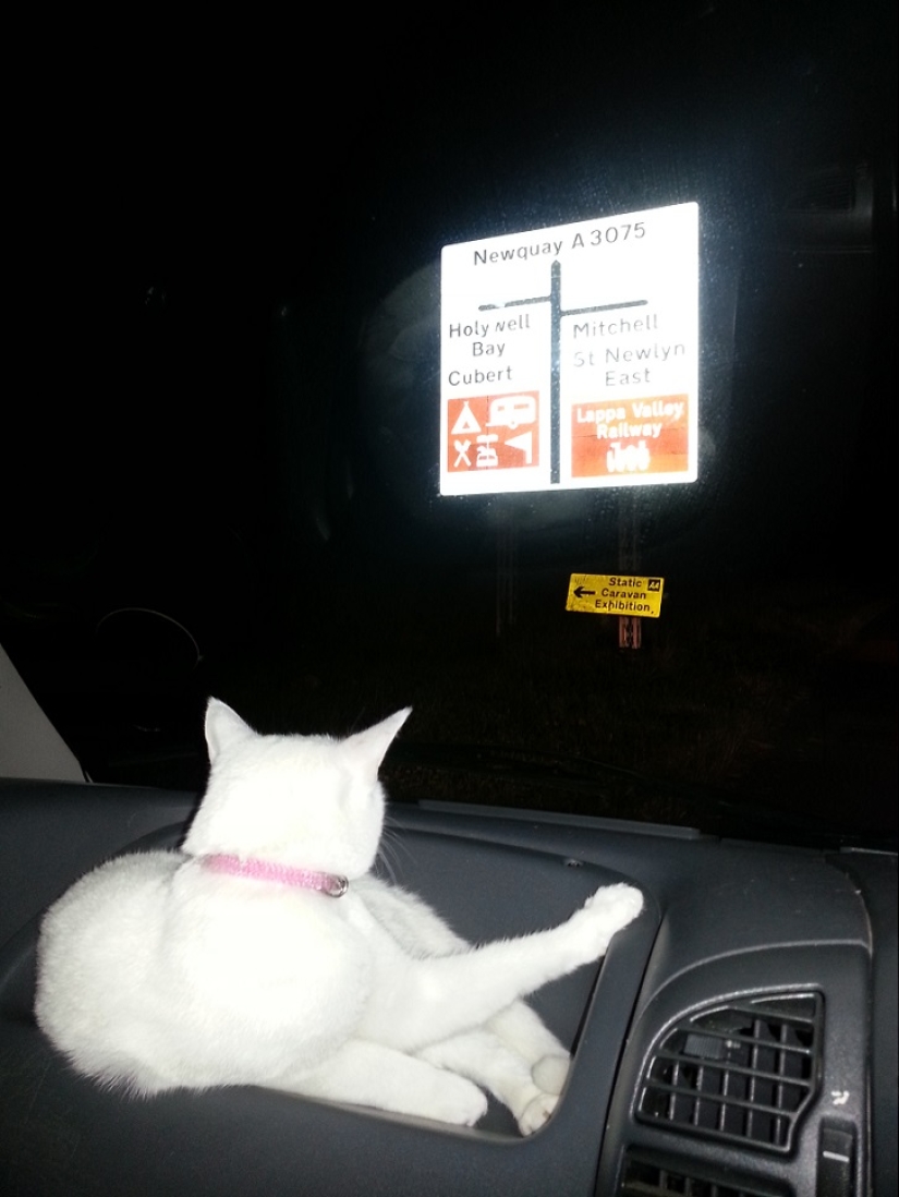 Cat traveling with its owners