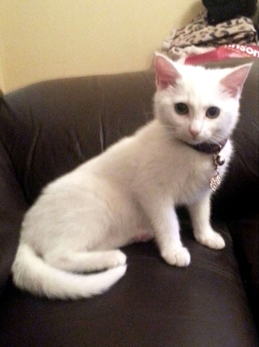 Cat traveling with its owners