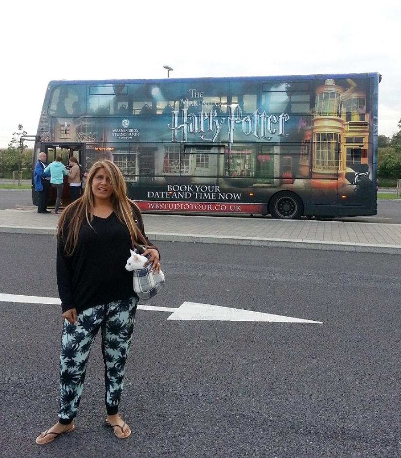 Cat traveling with its owners