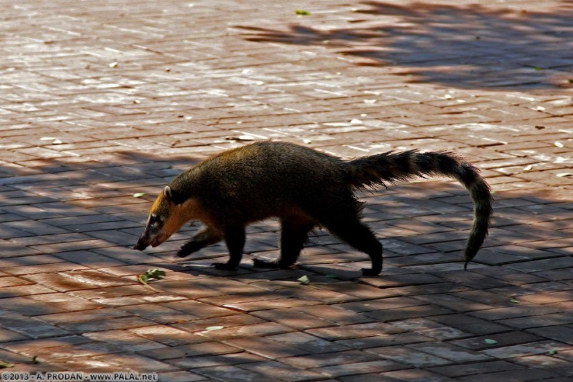 Cataratas del Iguazú