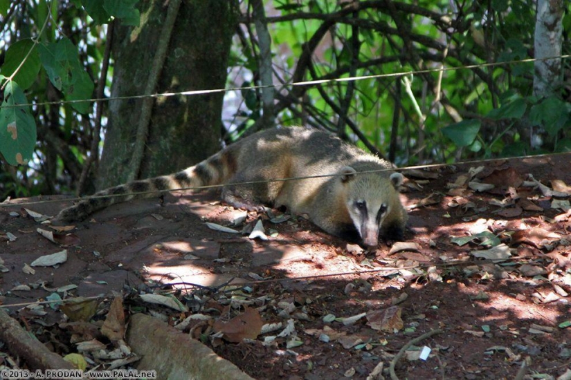 Cataratas del Iguazú