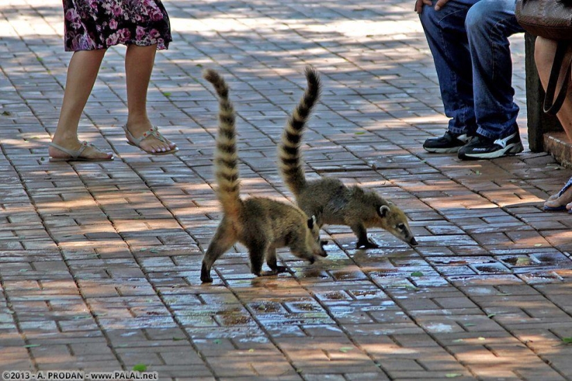 Cataratas del Iguazú