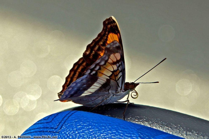 Cataratas del Iguazú
