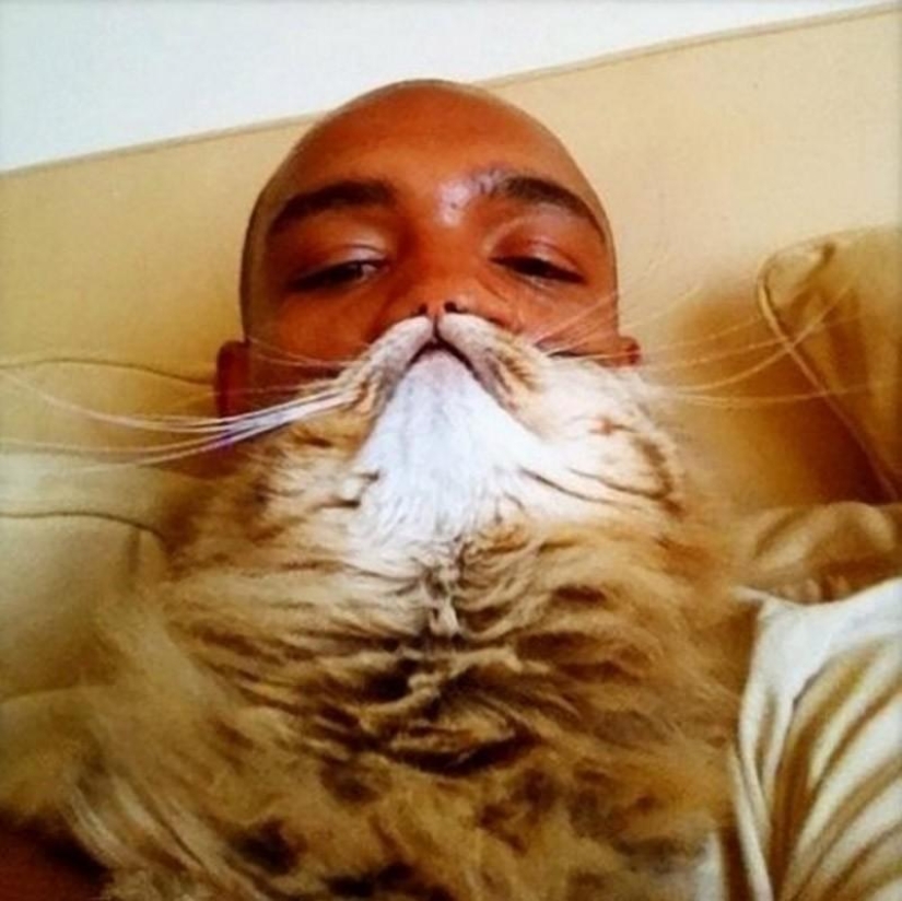 Catbeards - otro photomem Catbeards - otro photomem