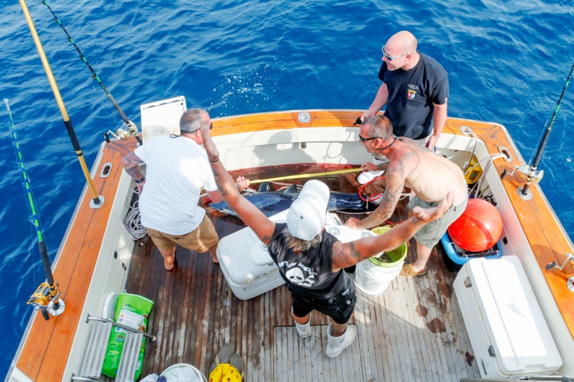 Catch, big fish: the beauty and horror of the monstrous shark fishing championship