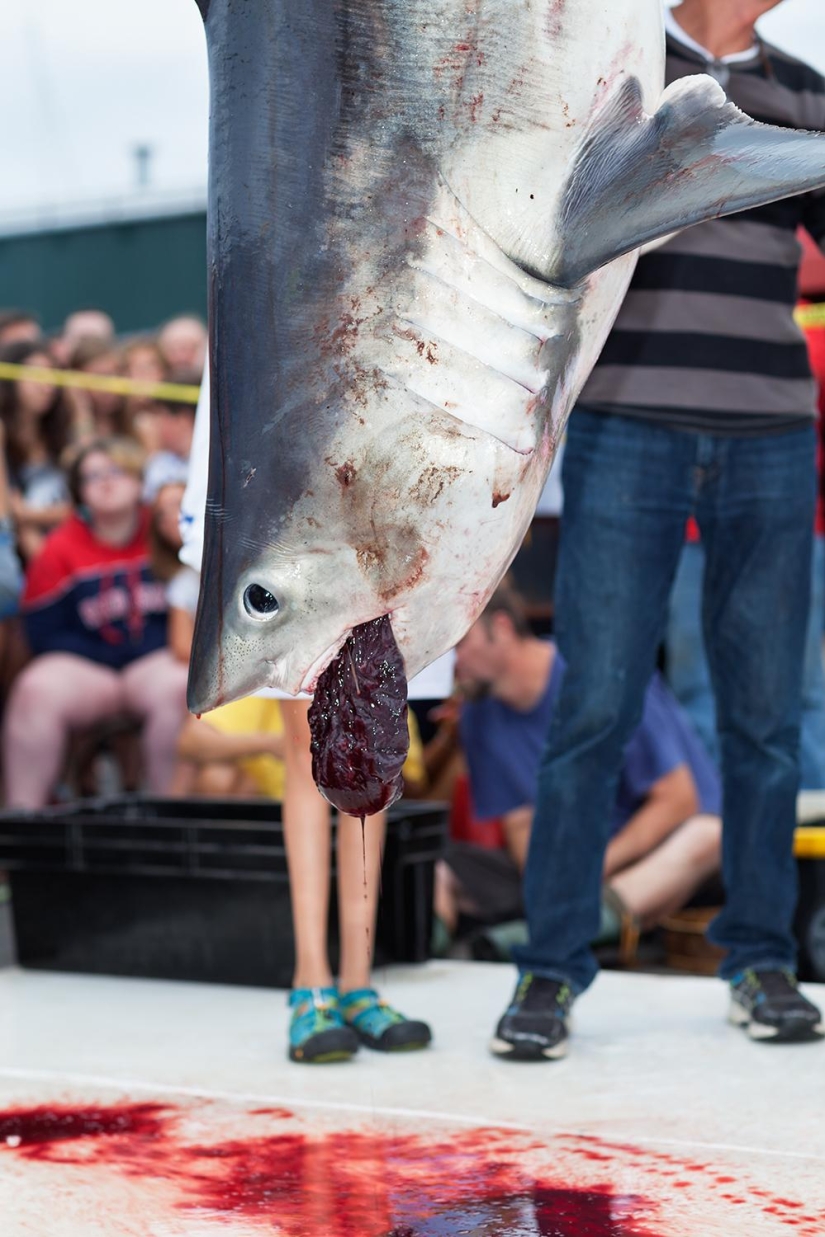Catch, big fish: the beauty and horror of the monstrous shark fishing championship