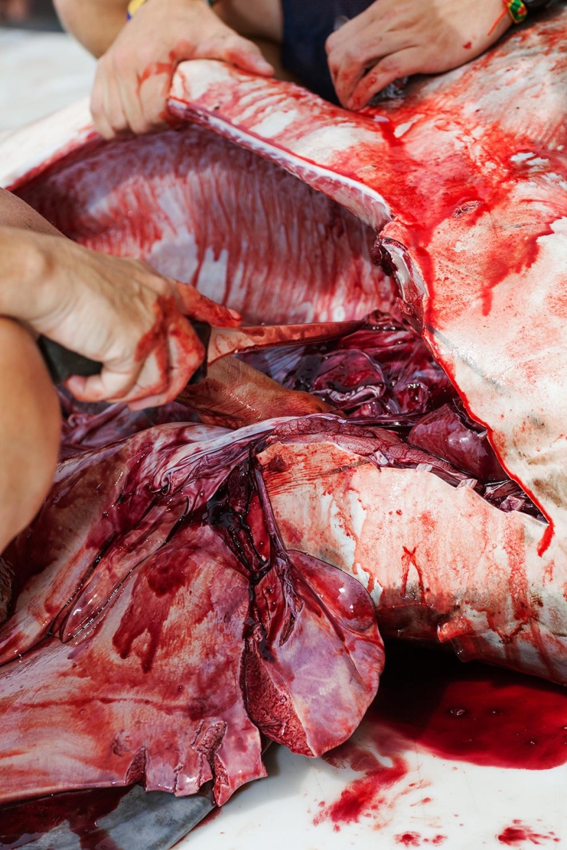 Catch, big fish: the beauty and horror of the monstrous shark fishing championship